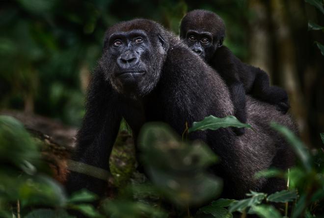 A photograph of a lowland gorilla with its baby on its back, taken by Michael Viljoen.